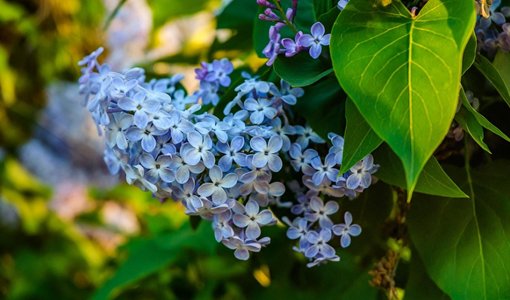 圣德嘉康綜合病房康復護理服務體系與出院后支持：讓康復持續護航健康